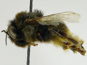 Bombus confusus BOLD Systems Taxonomy Browser Bombus confusus species