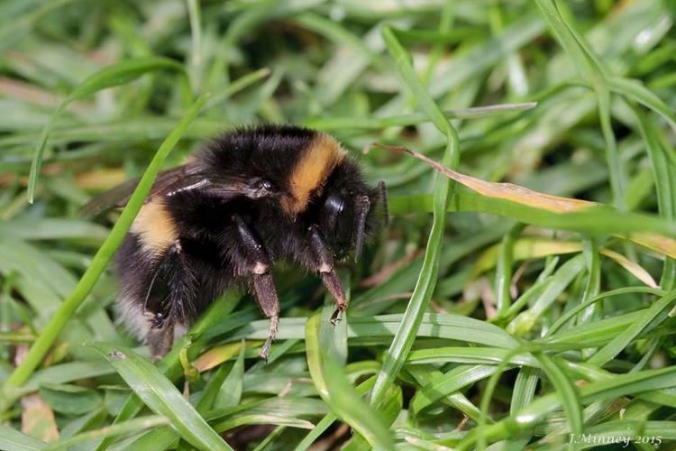 Bombus cryptarum Bombus cryptarum Fabricius1775 BWARS