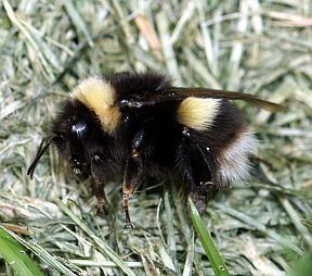 Bombus cryptarum Bombus cryptarum Cryptic bumblebee