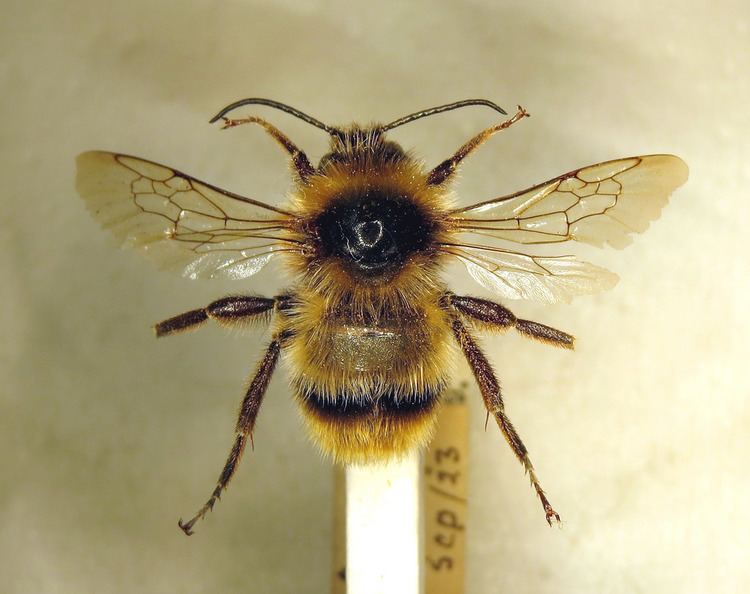 Bombus cullumanus Bombus cullumanus pinned male collected by Nevinson at S Flickr