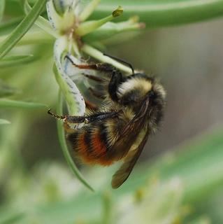 Bombus flavifrons Bombus flavifrons image