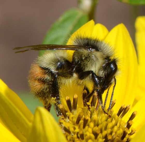 Bombus flavifrons Bombus flavifrons Bombus flavifrons BugGuideNet