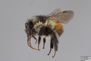 Bombus flavifrons Bombus flavifrons Discover Life