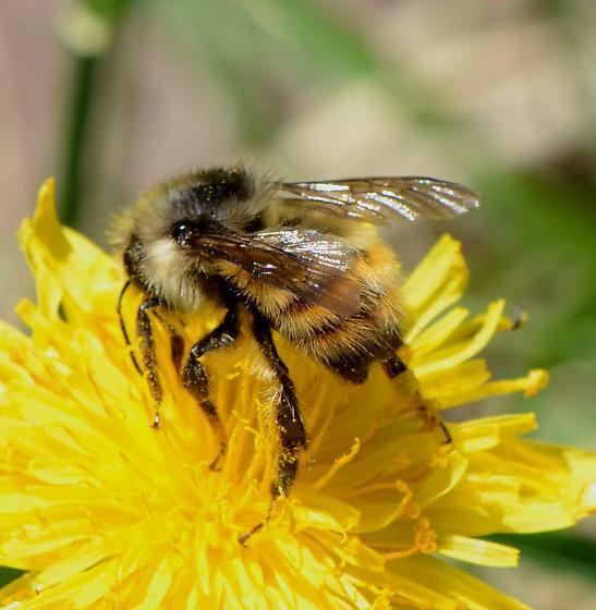 Bombus flavifrons Bombus centralis or flavifrons Bombus flavifrons BugGuideNet