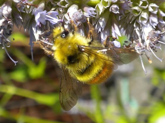 Bombus flavifrons Yellow amp orange bumblebee Bombus flavifrons BugGuideNet