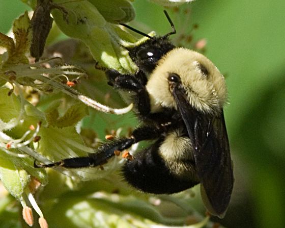 Bombus griseocollis Bee Bombus griseocollis BugGuideNet