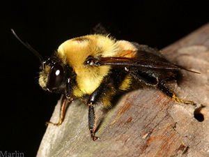 Bombus griseocollis Brownbelted Bumble Bee Bombus griseocollis
