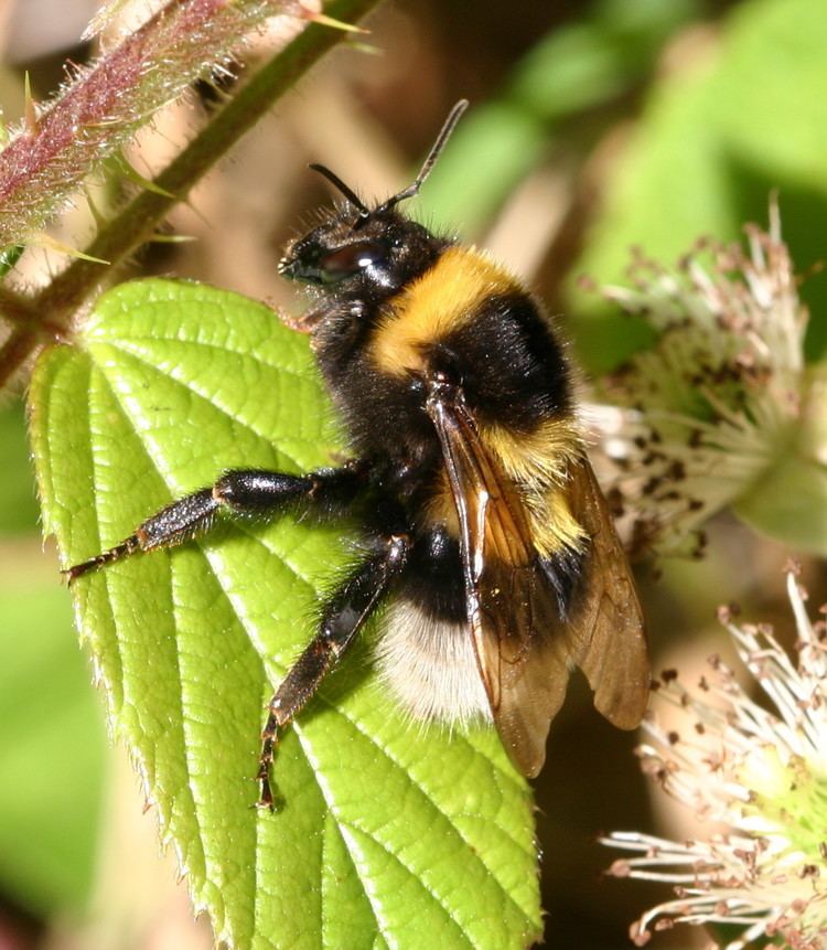 Bombus hortorum Garden Bumblebee Bombus hortorum NatureSpot