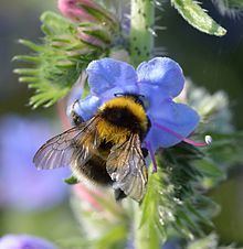 Bombus hortorum Bombus hortorum Wikipedia