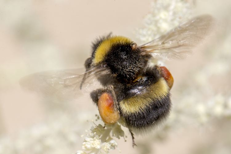 Bombus hortorum FileBombus hortorumjs03jpg Wikimedia Commons