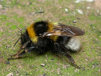 Bombus hortorum Bombus hortorum