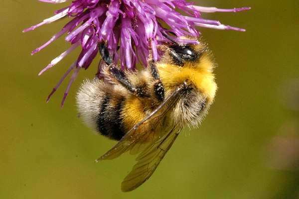 Bombus hortorum Bombus hortorum