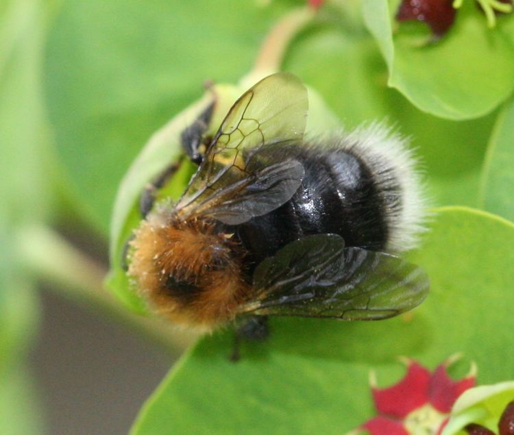 Bombus hypnorum Tree Bumblebee Bombus hypnorum NatureSpot