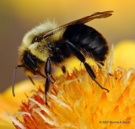 Bombus impatiens Common Eastern Bumble Bee Bombus impatiens BugGuideNet