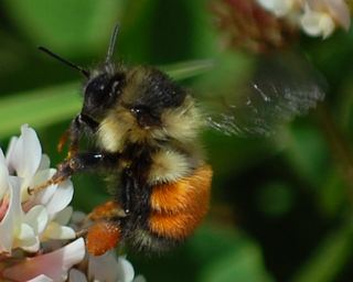 Bombus melanopygus Bombus melanopygus Discover Life