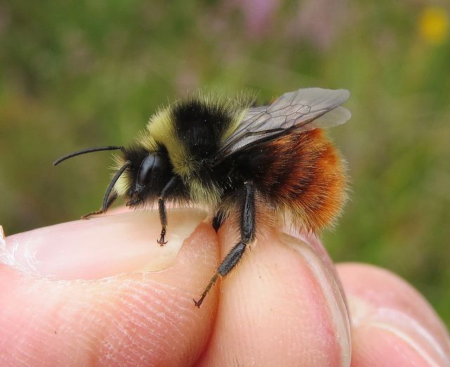 Bombus monticola Bombus monticola BilberryBlaeberry Bumblebee Flickr