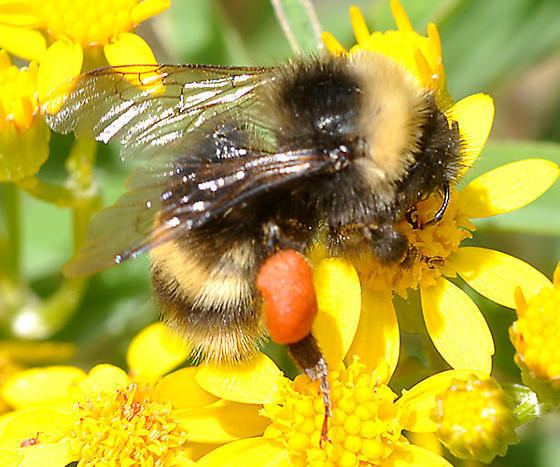Bombus occidentalis Bombus sp female on Senecio Bombus occidentalis BugGuideNet