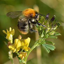 Bombus pascuorum Bombus pascuorum Wikipedia