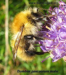 Bombus pascuorum Bombus pascuorum the brownbanded carder bee wwwbumblebeeorg