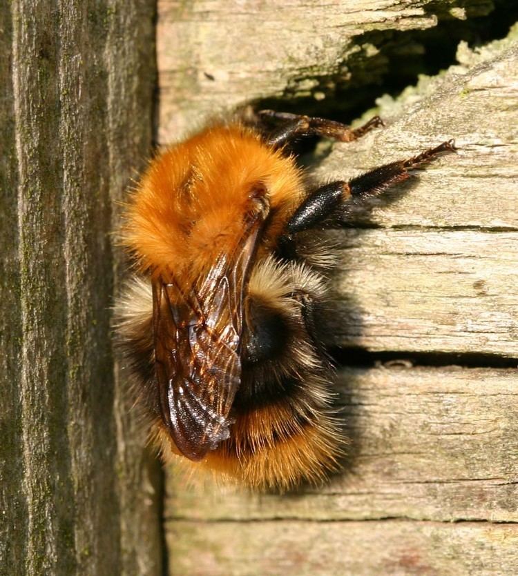 Bombus pascuorum Common Carder Bumblebee Bombus pascuorum NatureSpot