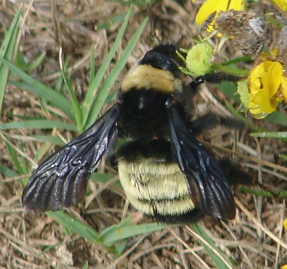 Bombus pensylvanicus Bombus pensylvanicus American bumblebee Apis pensylvanica