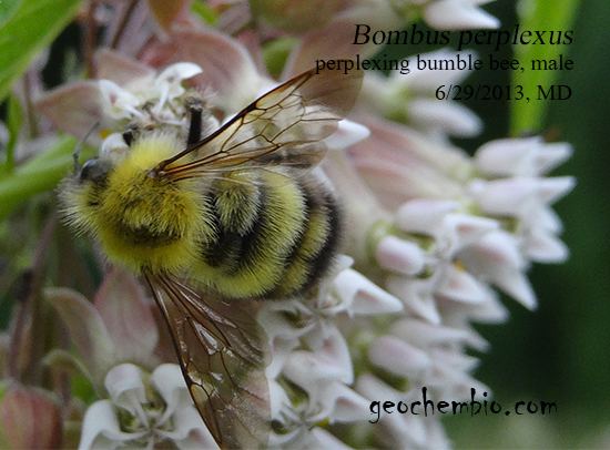 Bombus perplexus Bombus perplexus perplexing bumble bee taxonomy facts life cycle