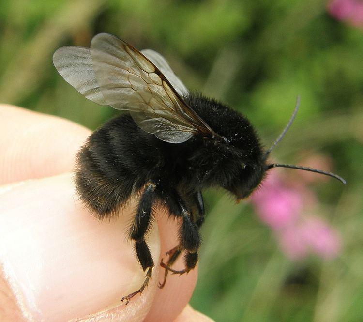 Bombus ruderatus - Alchetron, The Free Social Encyclopedia