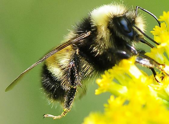 Bombus terricola Bombus terricola Yellowbanded Bumble Bee Bombus terricola