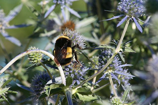 Bombus terricola The Xerces Society Bumble bees yellowbanded bumble bee Bombus