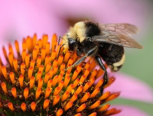 Bombus vosnesenskii Bug Squad Agriculture and Natural Resources Blogs
