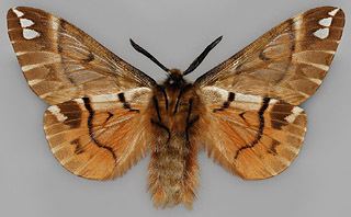 Bombycoidea Bombycoidea Suomessa