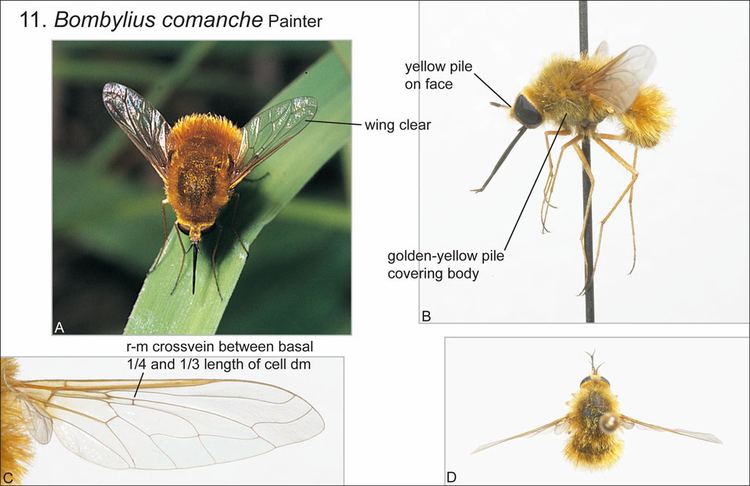 Bombylius Key to Bombylius species