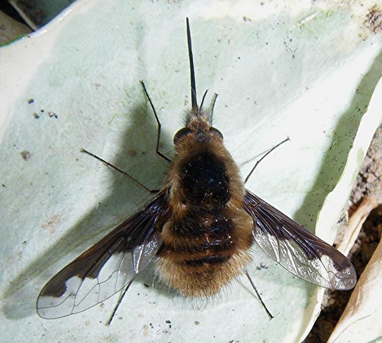 Bombylius Bee Fly Bombylius major NatureSpot