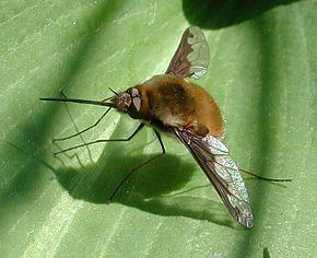 Bombylius Bombylius Wikipdia