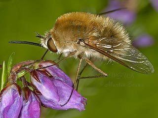 Bombylius Bombylius canescens Similar species at WildGuideUK