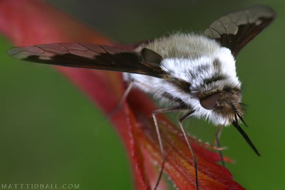 Bombylius Bee Fly Bombylius British Columbia Bombylius anthophilus