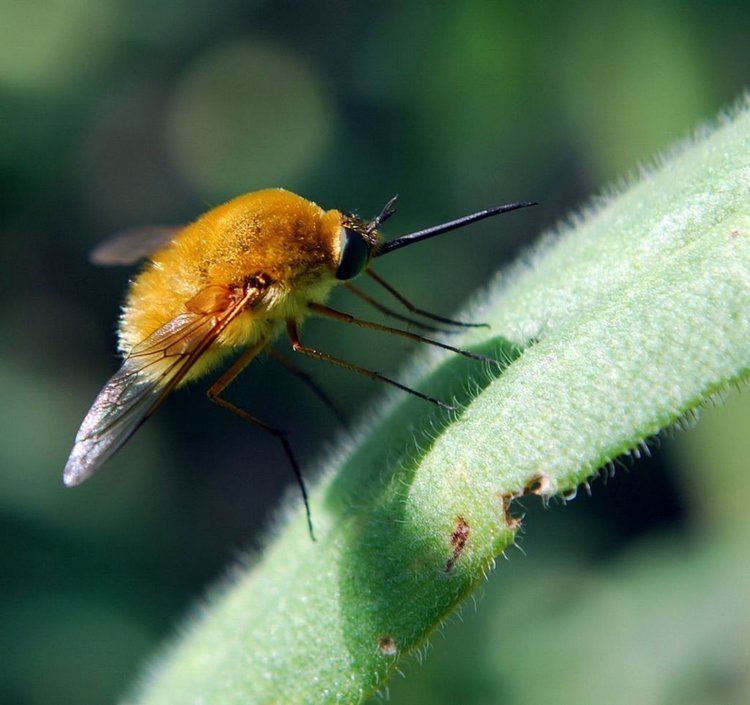 Bombylius Panoramio Photo of Pszrlgy Bombylius major