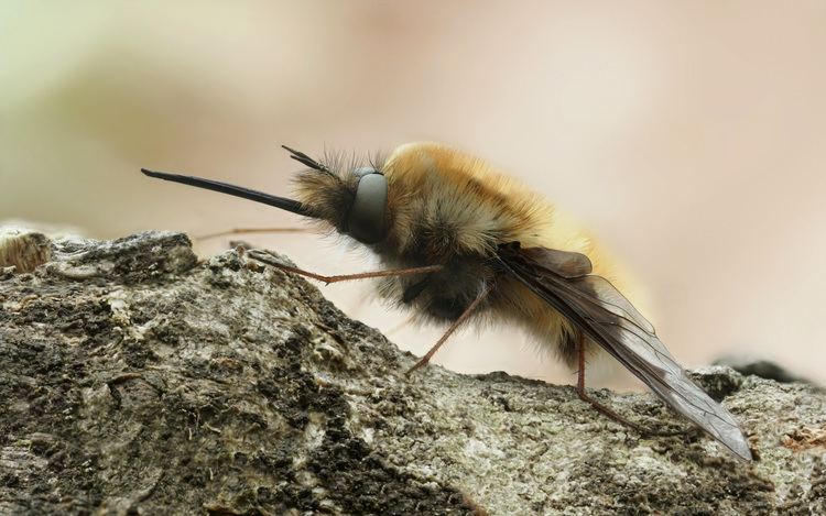 Bombylius major Bombylius Wikipedia