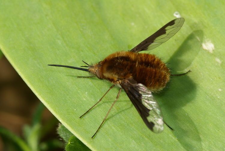 Bombylius major FileBombylius major 01jpg Wikimedia Commons