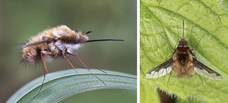 Bombylius major Bombylius major i n s e c t i n s i d e