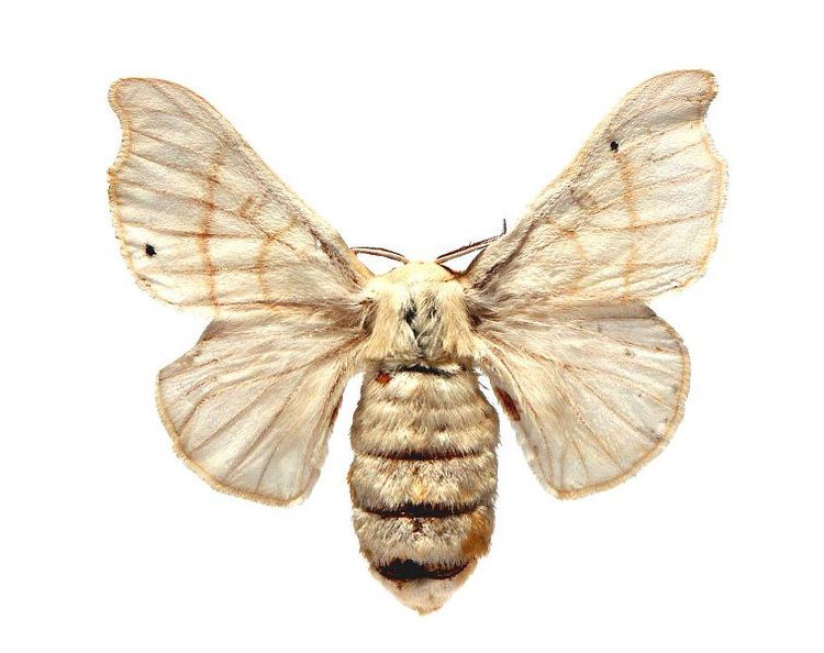 Bombyx mori - Alchetron, The Free Social Encyclopedia