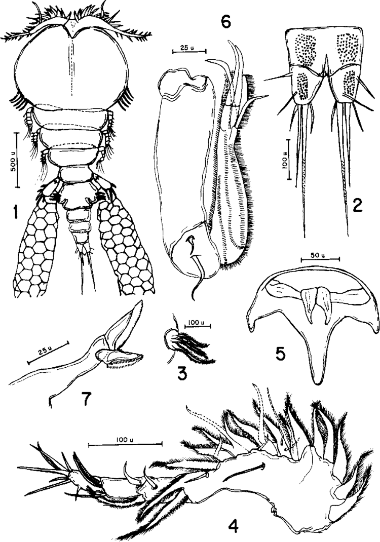 Figure 1-7 from Bomolochus peruensis n. sp. (Copepoda: Bomolochidae), a  parasite of sciaenid fishes from the Peruvian coast | Semantic Scholar