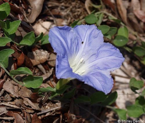 Bonamia grandiflora Plants ShirleyDentoncom