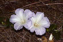 Bonamia grandiflora httpsuploadwikimediaorgwikipediacommonsthu