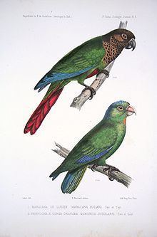 Bonaparte's parakeet httpsuploadwikimediaorgwikipediacommonsthu