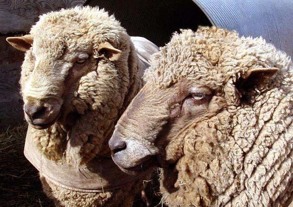 Bond (sheep) Bond Sheep Registry in the USA