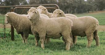 Bond (sheep) Sheep 101 Sheep Breeds BeBr