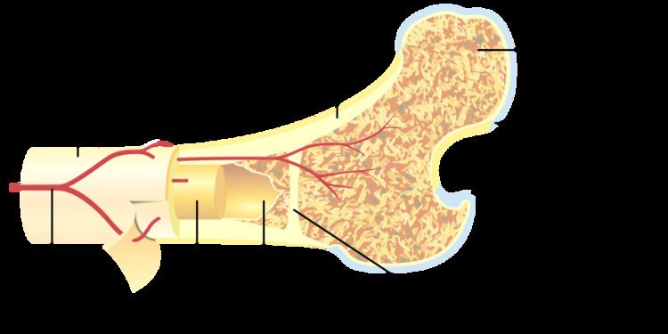 Bone canaliculus