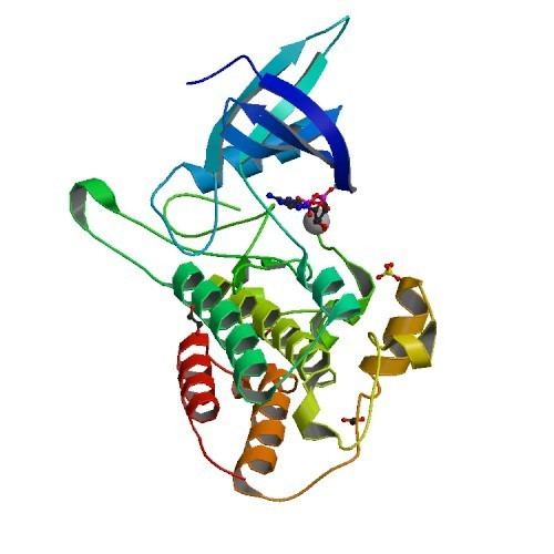 Bone morphogenetic protein 2 bone morphogenetic protein receptor type 2 Type II receptor serine
