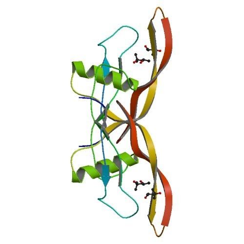 Bone morphogenetic protein 2 RCSB PDB 1REU Structure of the bone morphogenetic protein 2